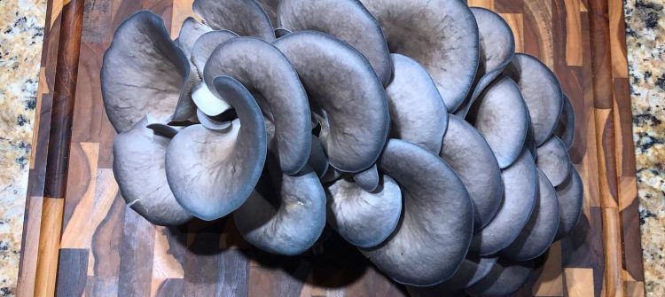 mushrooms from Rebel Rooster Farm