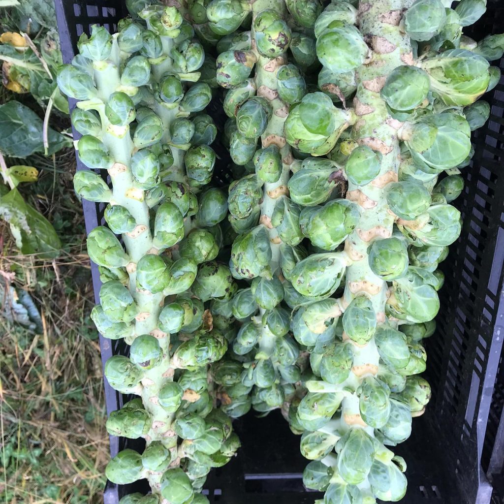 Brussels Sprouts grown at East Henderson Farm
