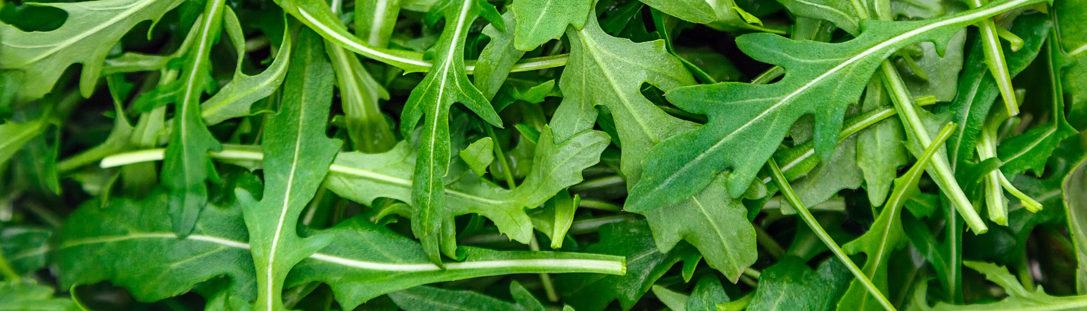 St. Peter Coop Meet Our Team Staff Members St. Peter Food Coop