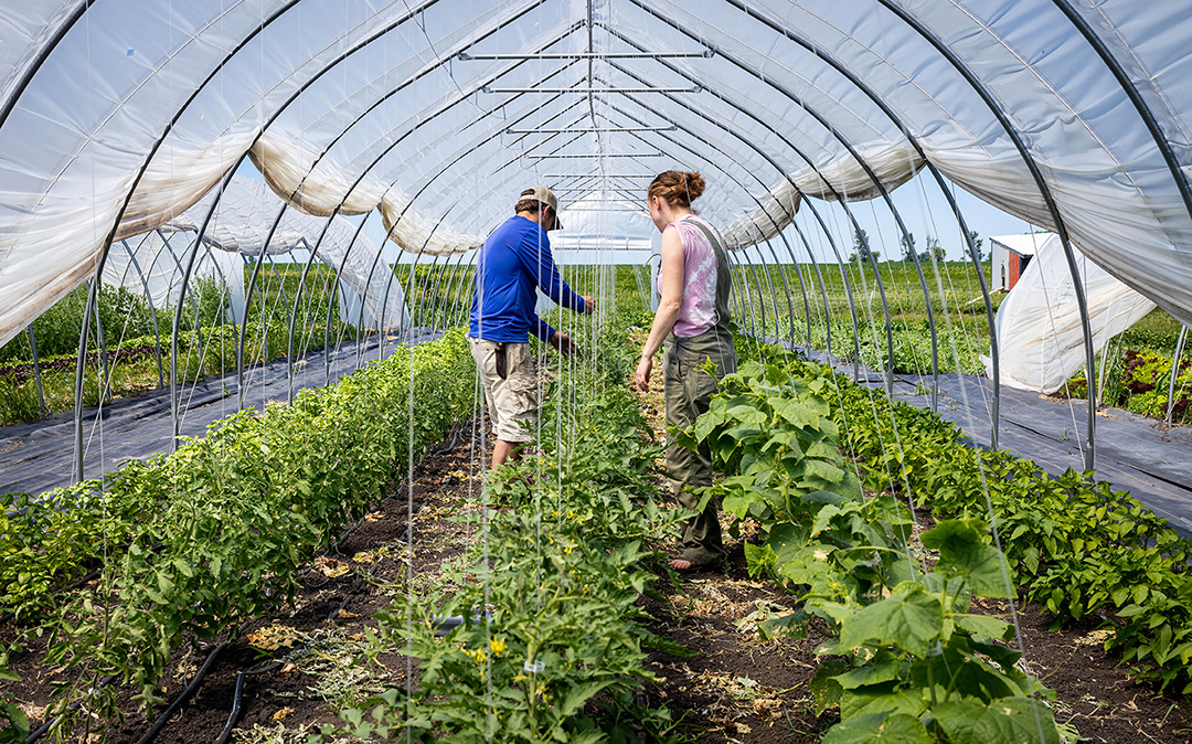 Two people standing in a greenhouse among rows of green plants
