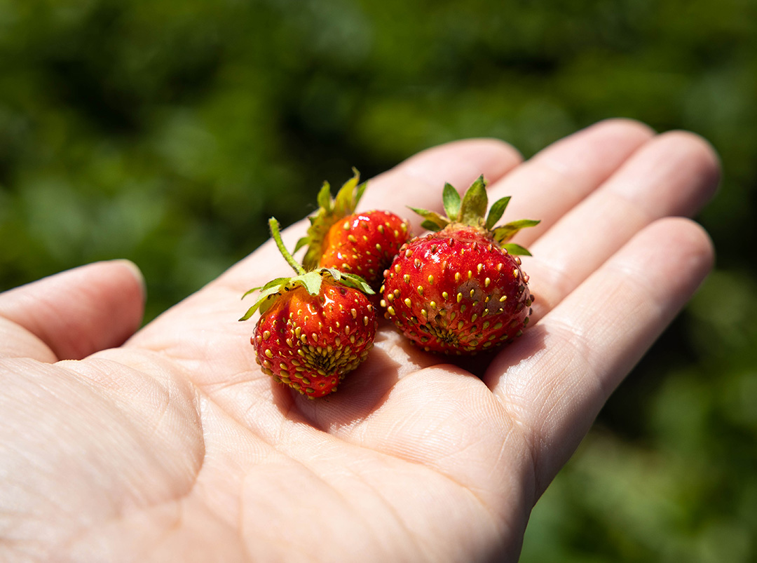 a hand outstretched and holding three small red strawberries