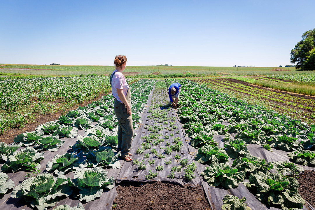 Two people standing in a field of growing green vegetables