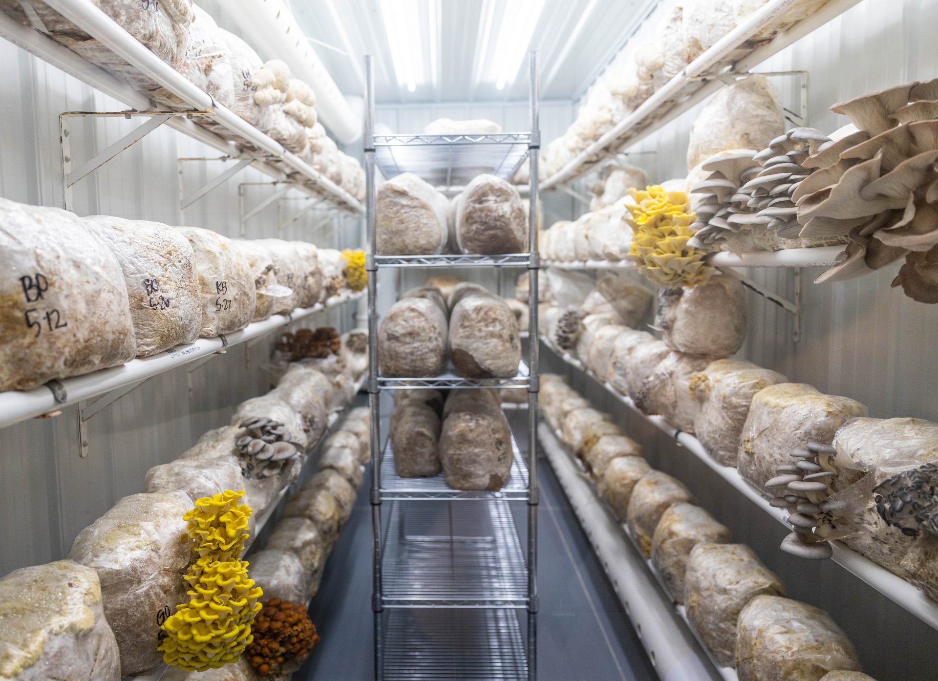 An indoor space filled with cultivated mushrooms