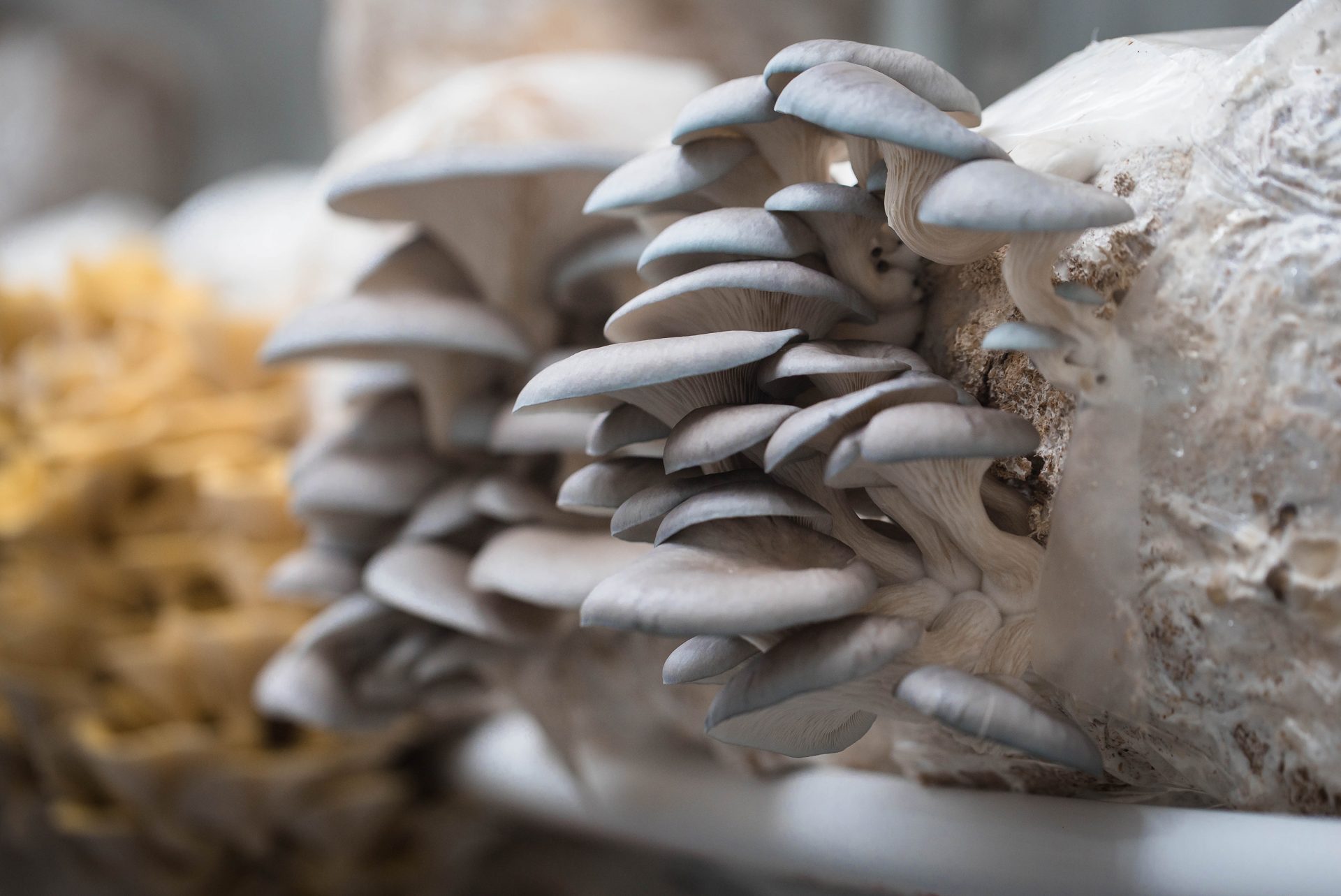 Grey oyster mushrooms